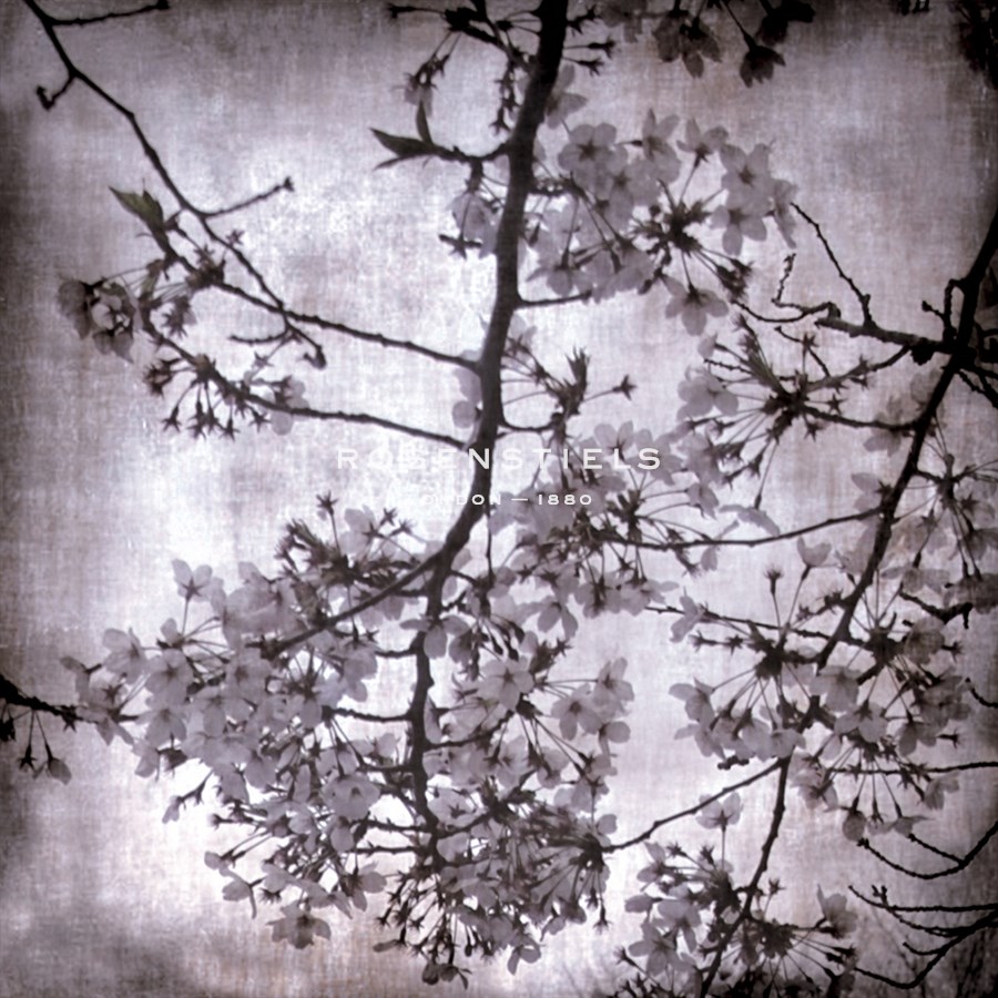 Twilight Blossom I - Tony Koukos