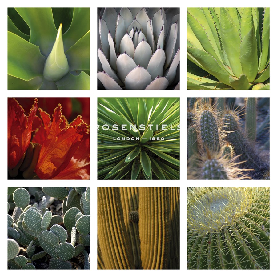 Desert Flowers - Mary Karla