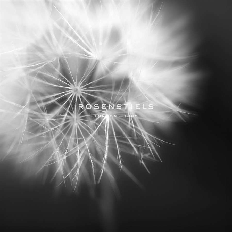 Dandelion Haze - Noir - Andreas Stridsberg