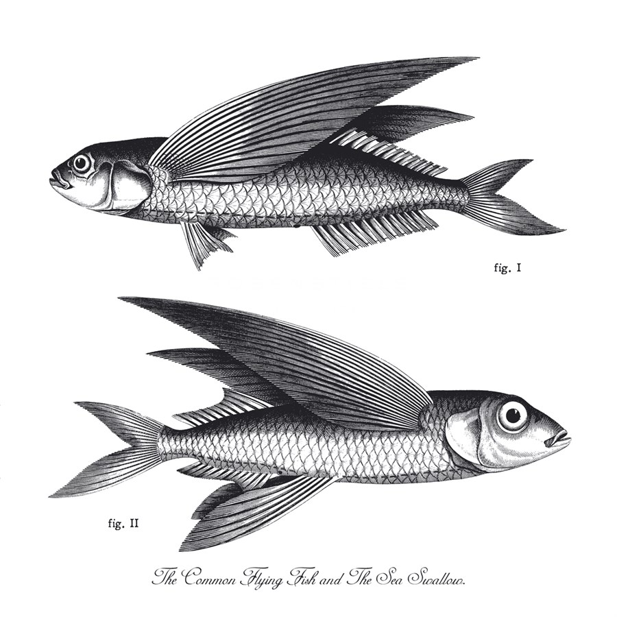 Sea and River Fish II - The Chelsea Collection