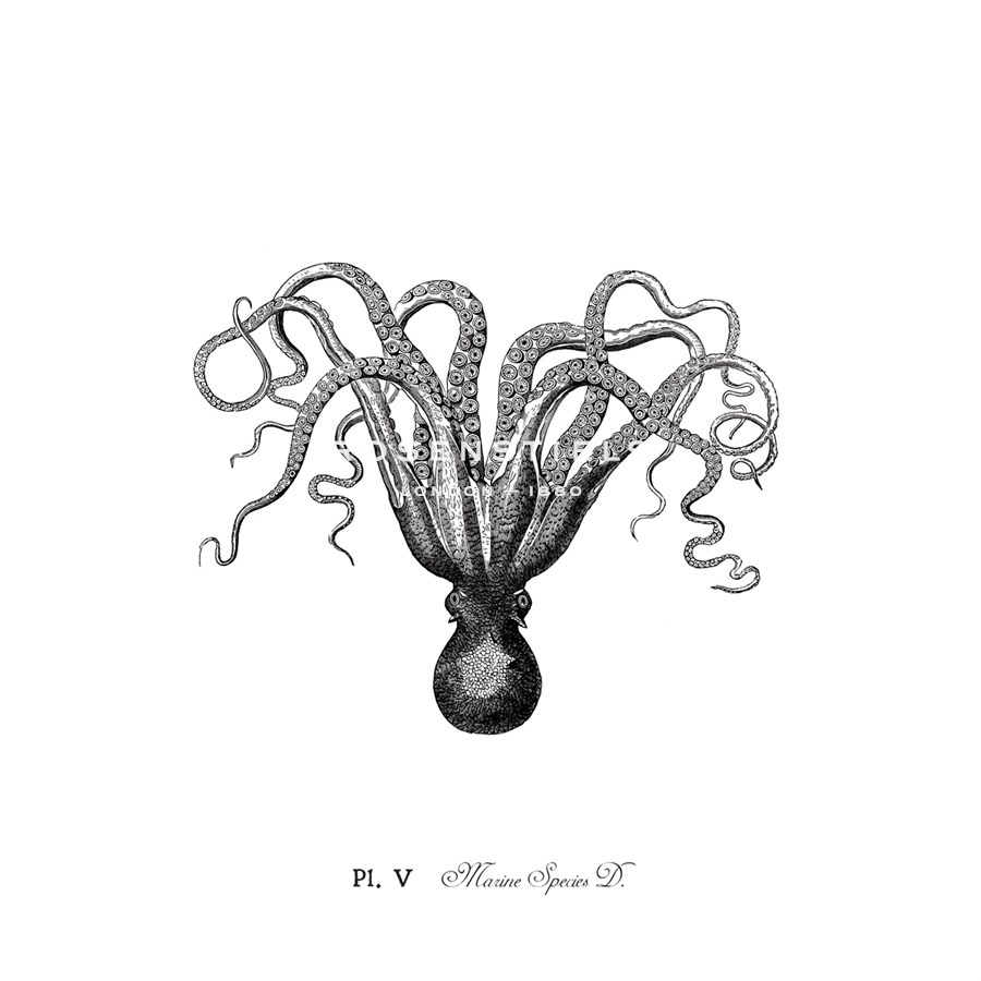 Marine Species - The Chelsea Collection