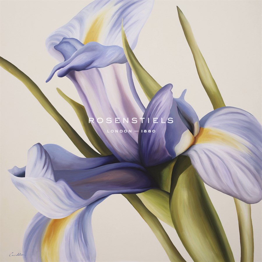 Iris Wind - Carolina Alotus