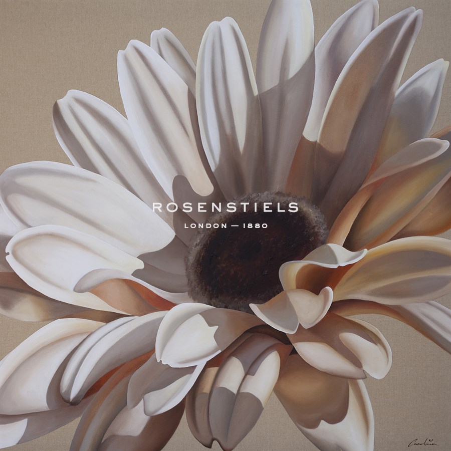 White Gerbera - Carolina Alotus