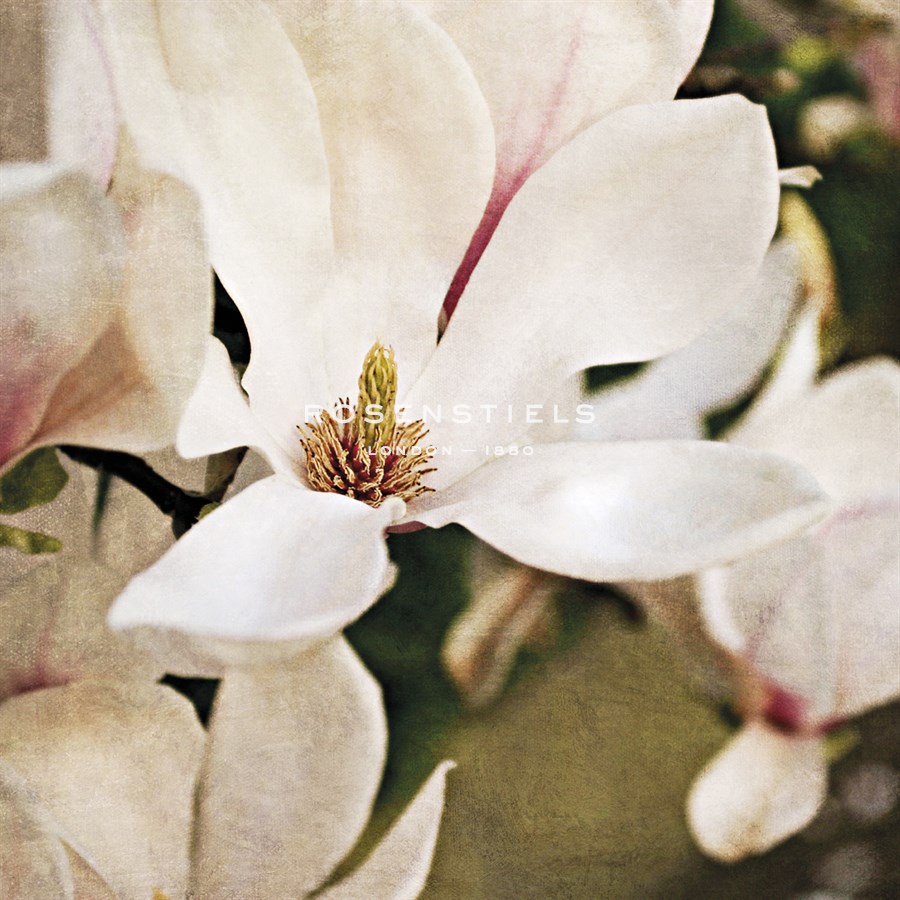 Magnolia Dusk - Pete Kelly