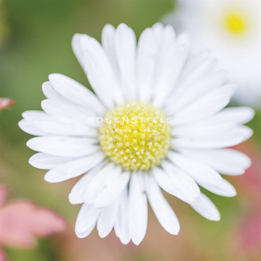 Summer Bloom - John Harper