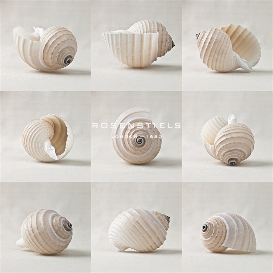 Seashell Chorus - Assaf Frank