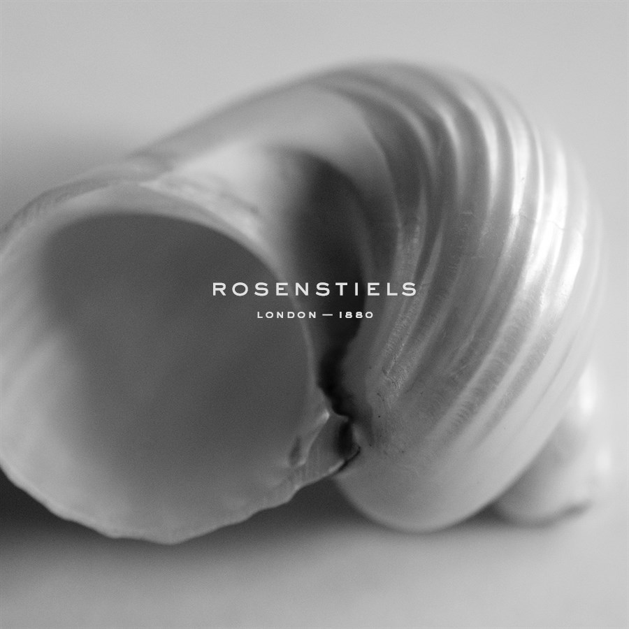 Tulip Sea Shell - John Harper