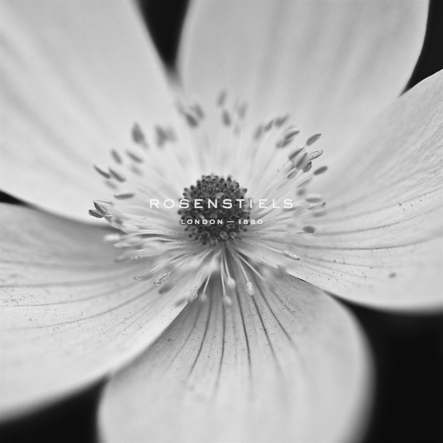 Anemone Centre - Assaf Frank
