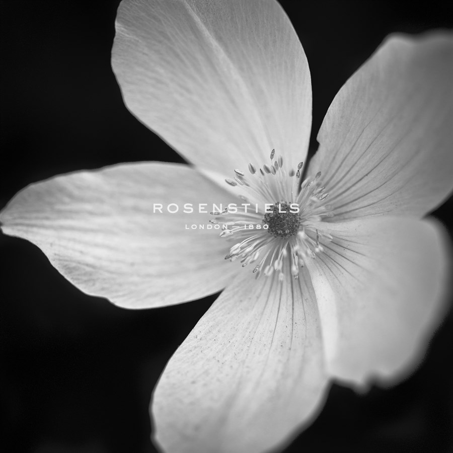 Anemone Floral - Assaf Frank