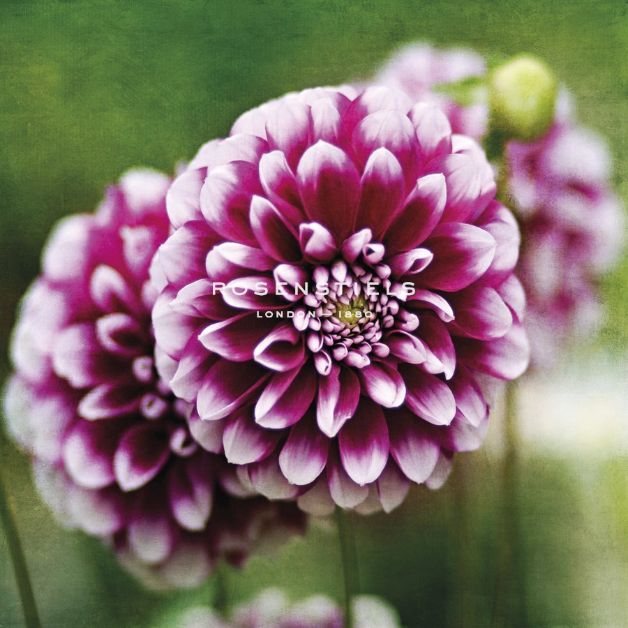 Dahlia Bloom - Pete Kelly