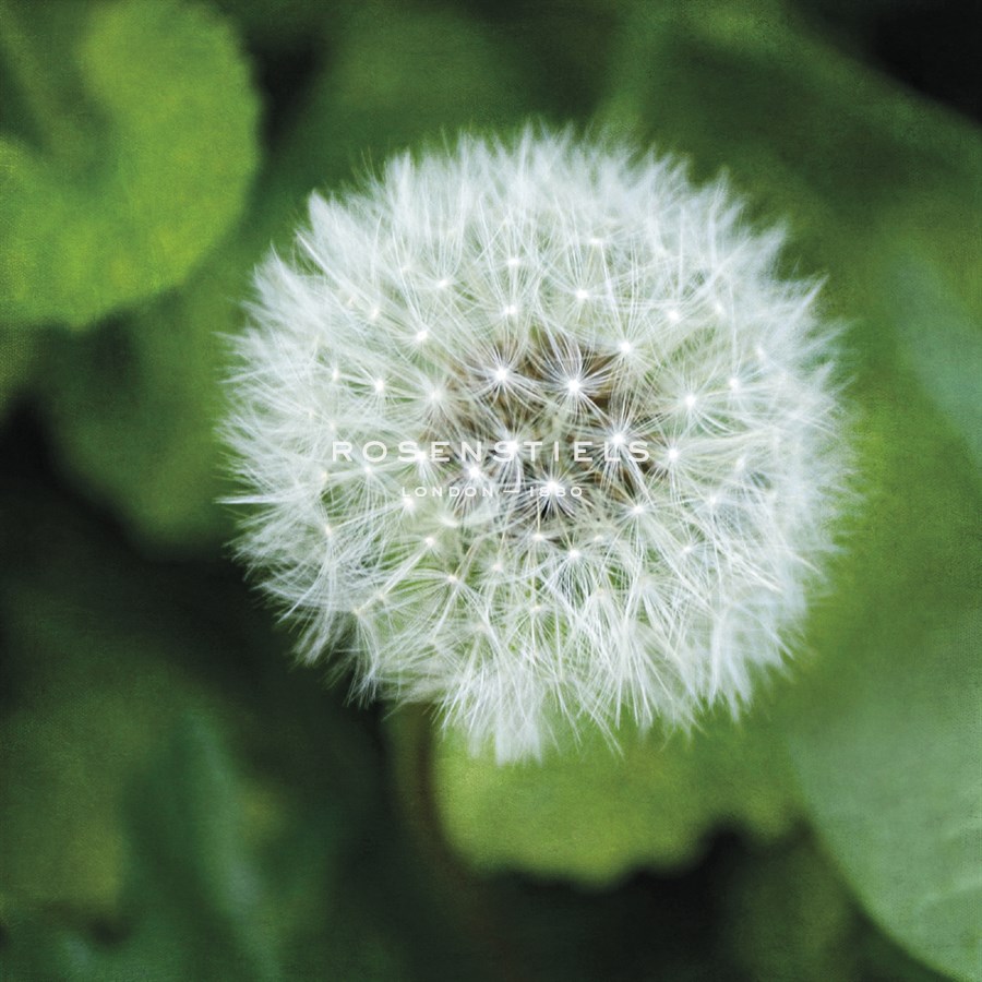 Dandelion Bloom - Pete Kelly