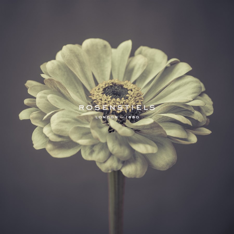 Zinnia Floral - Assaf Frank