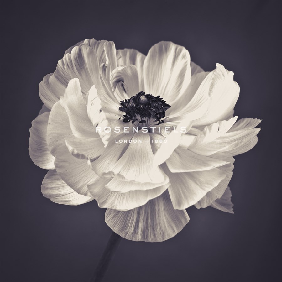 Ranunculus Floral - Assaf Frank