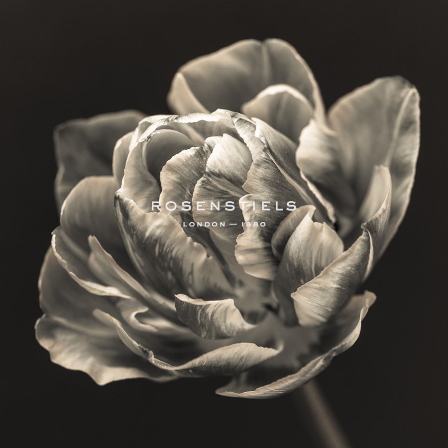 Tulipana Still - Assaf Frank