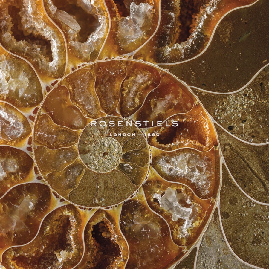 Ammonite - Whorl - Assaf Frank