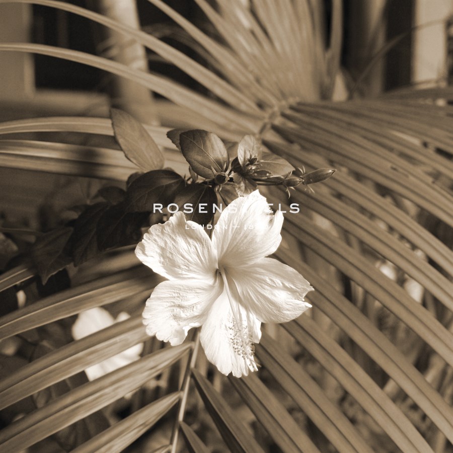 Frond Melody II - Tony Koukos