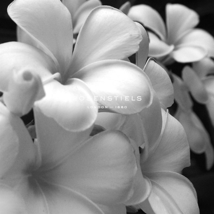 Tropical Bloom I - Tony Koukos