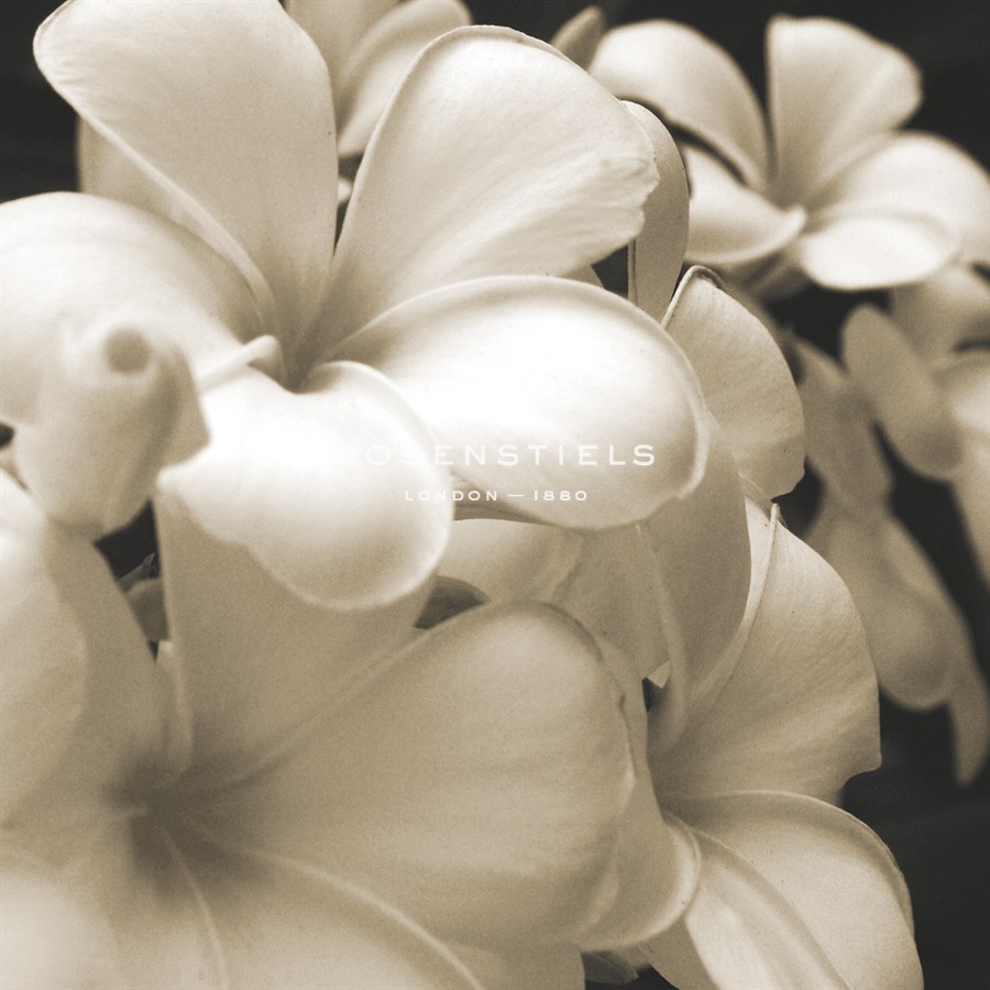 Frangipani Twilight I - Tony Koukos