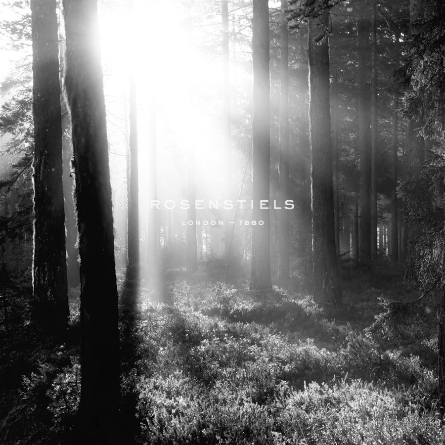 Misty Forest - Andreas Stridsberg