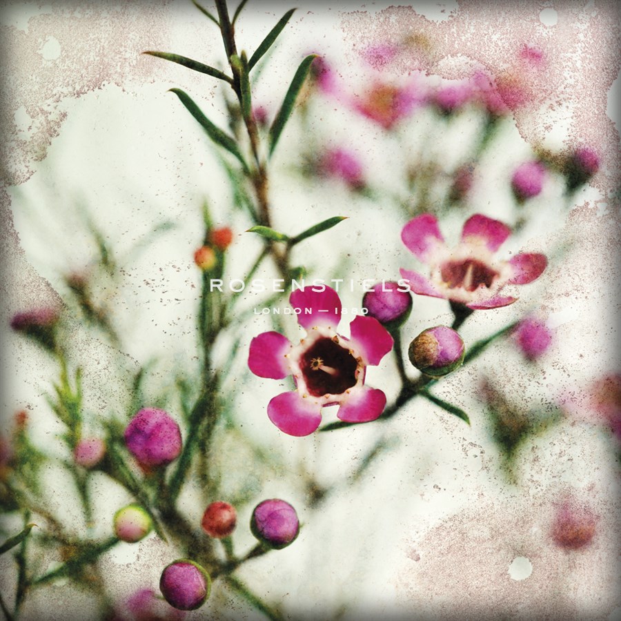 Wax Flower I - James Guilliam