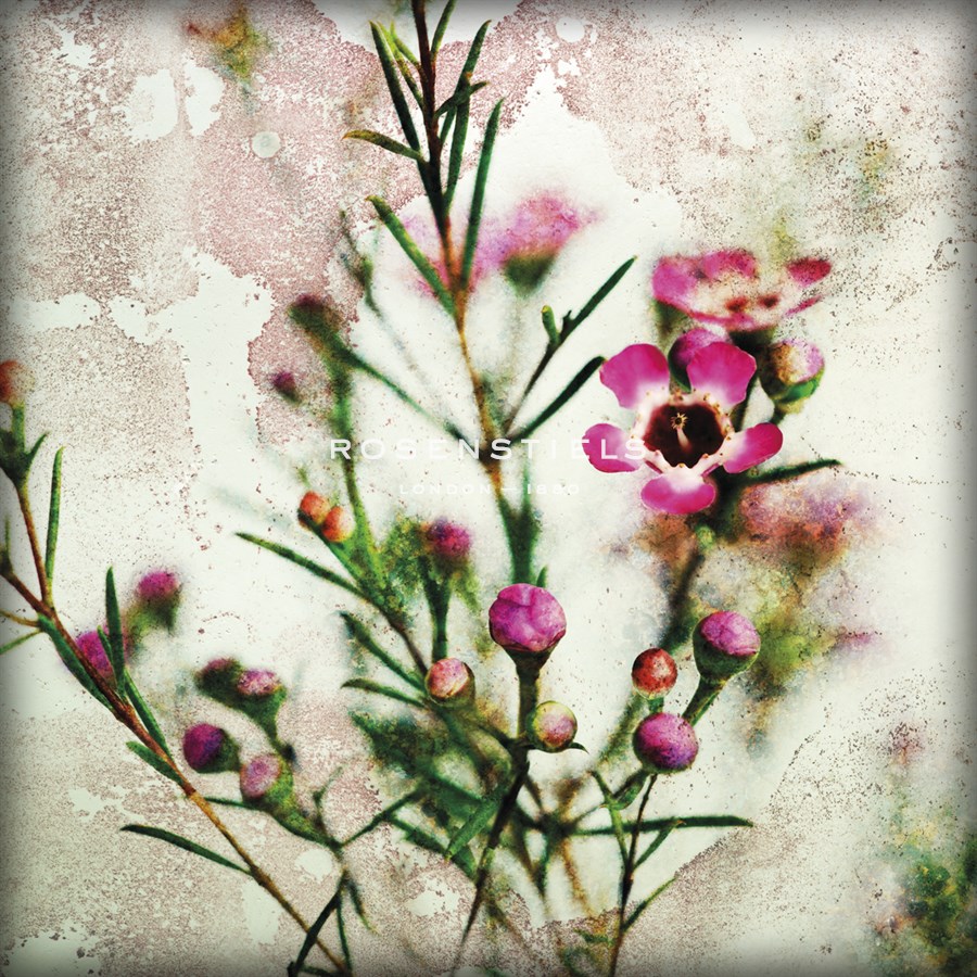Wax Flower II - James Guilliam