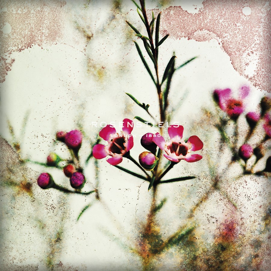 Wax Flower IV - James Guilliam