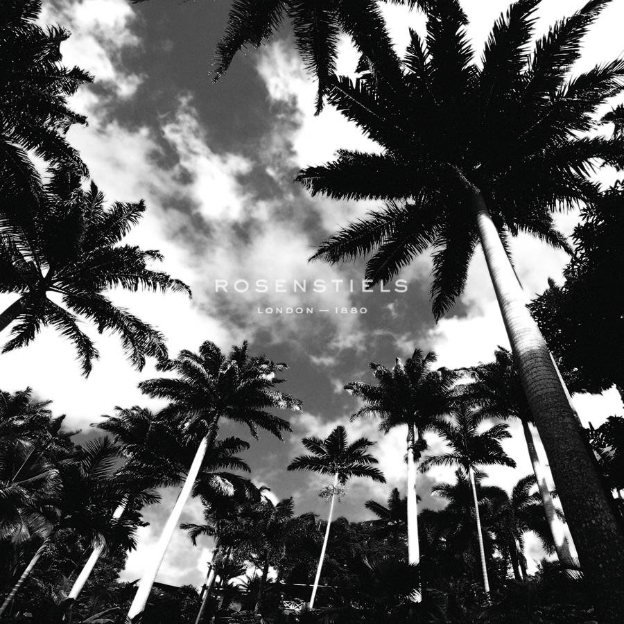 Towering Palms - Malcolm Sanders