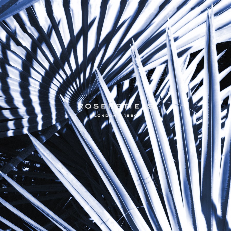 Tropica Asbury - Malcolm Sanders