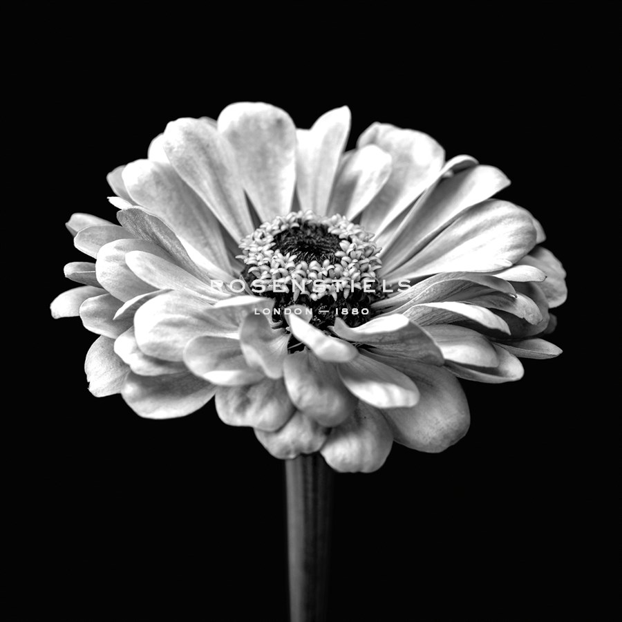 Zinnia Floral - Noir - Assaf Frank
