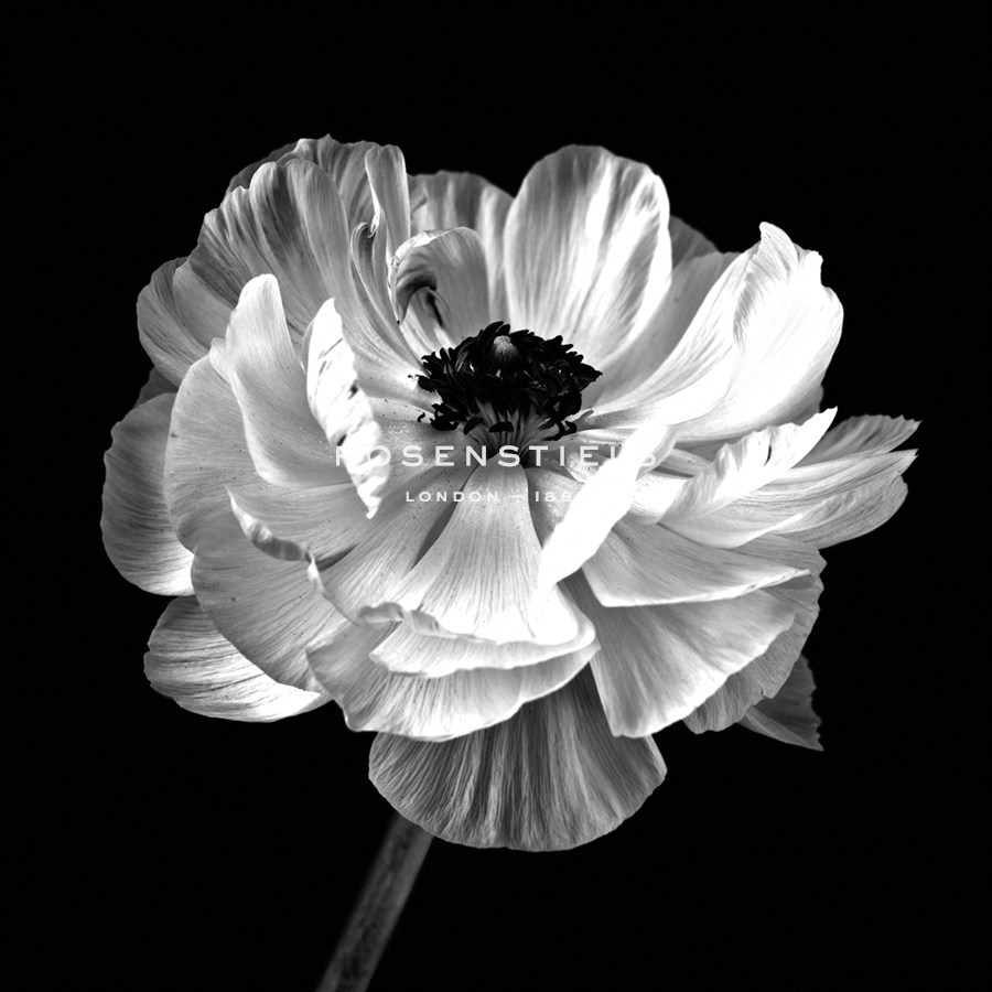 Ranunculus Floral - Noir - Assaf Frank