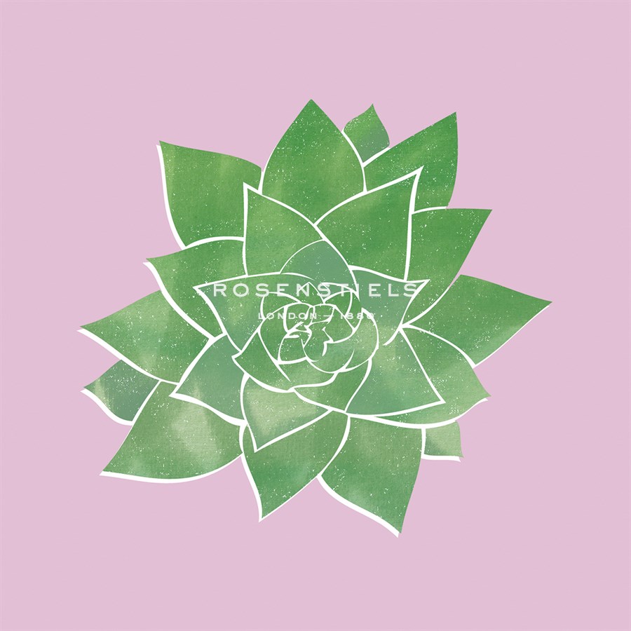 Sonora Aloe - Bright - Max Carter