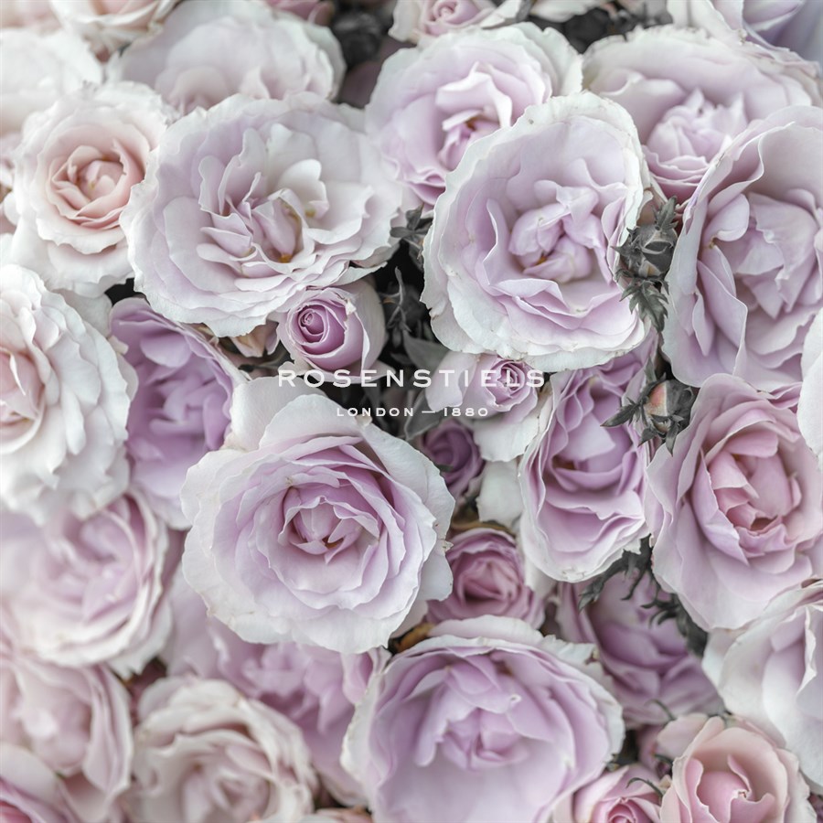 Rose Carnation - Assaf Frank
