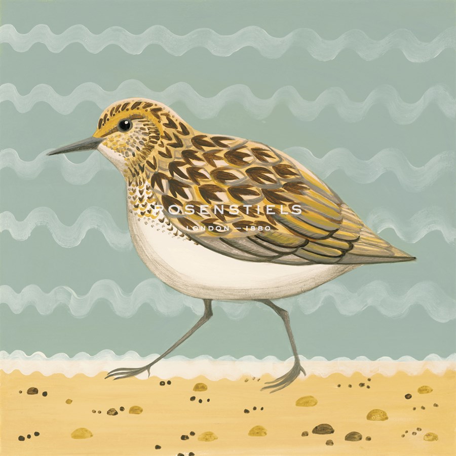 Serious Sanderling - Catriona Hall