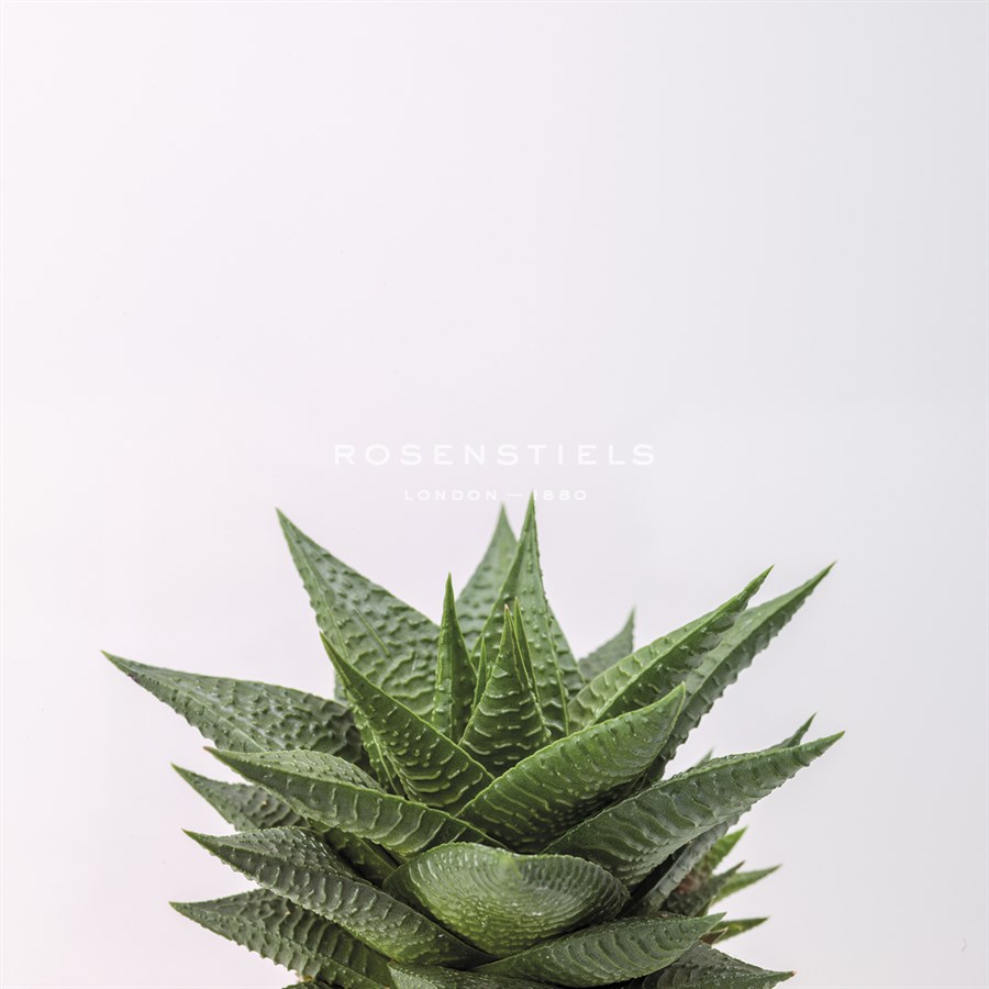 Haworthia - Assaf Frank