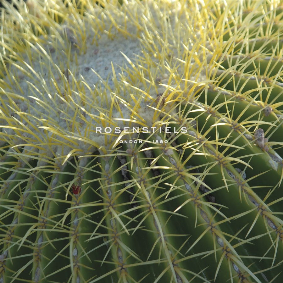 Palo Verde - Mary Karla