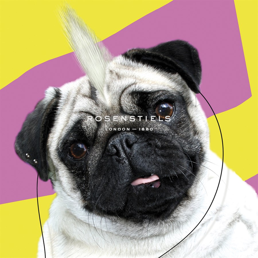 Pug Rotten - Malcolm Sanders