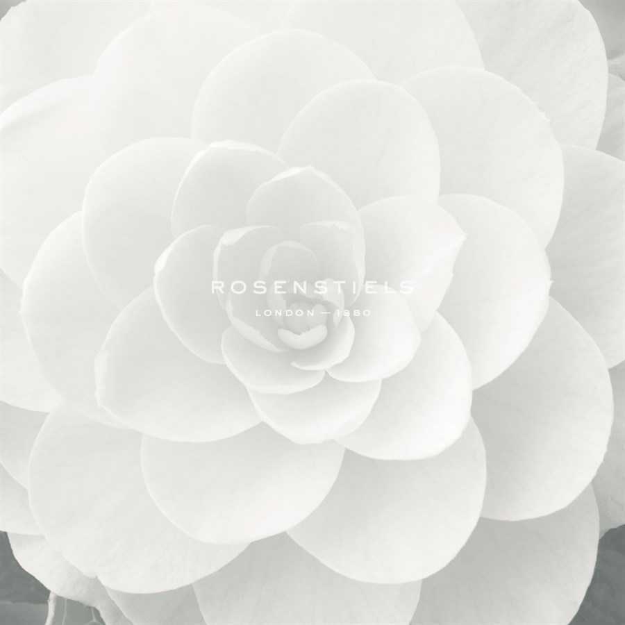 Verglas Camellia - Ella Lancaster