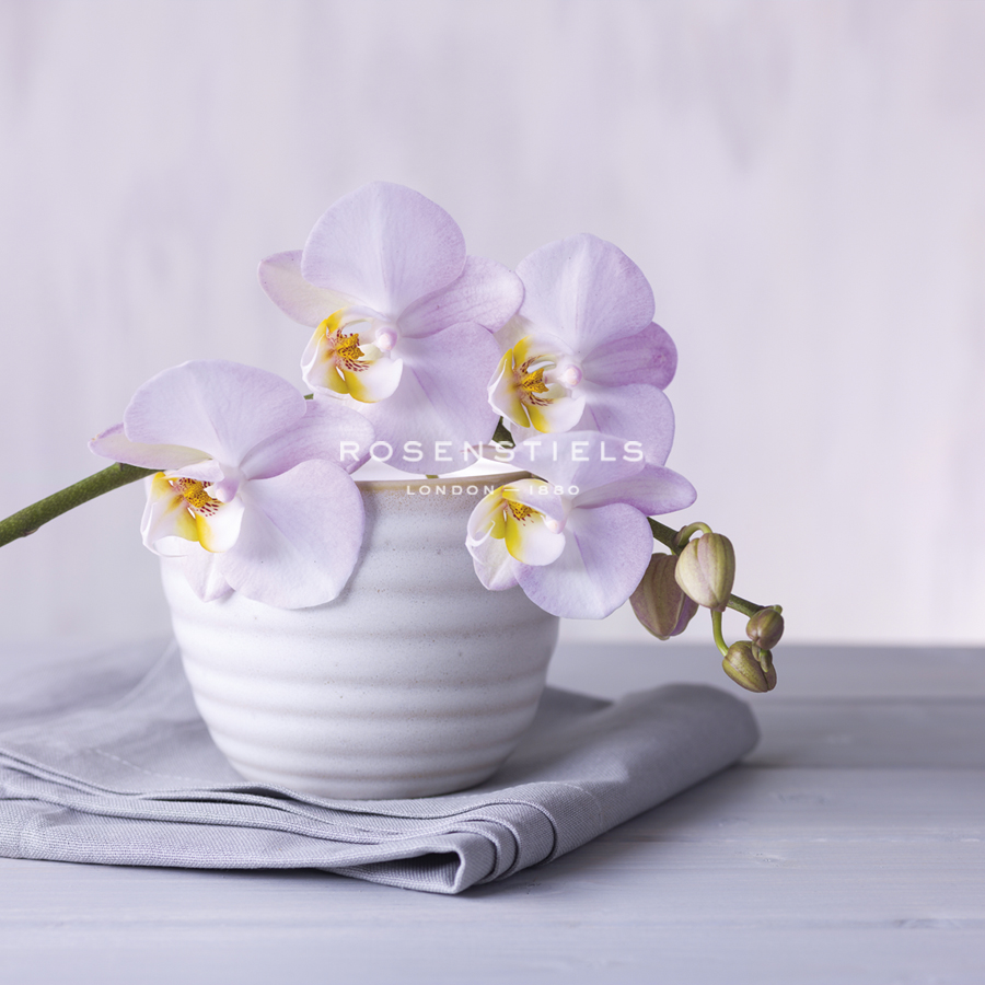 Orchid Dream - Assaf Frank