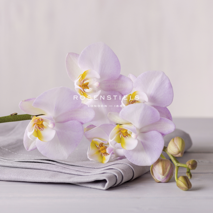 Orchid Calm - Assaf Frank