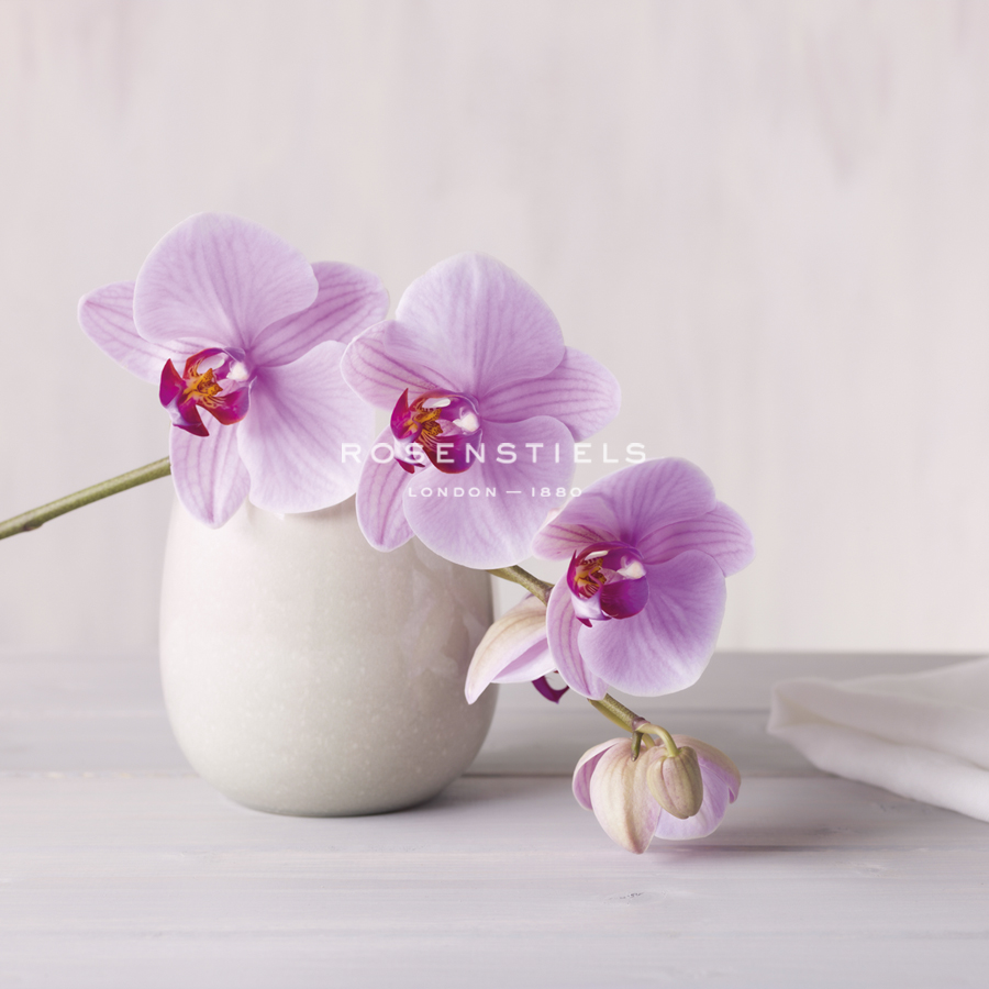 Orchid - Love - Assaf Frank