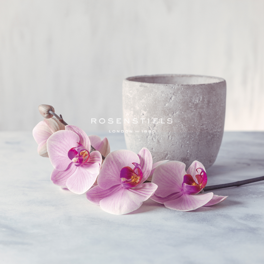 Orchid - Serenity - Assaf Frank