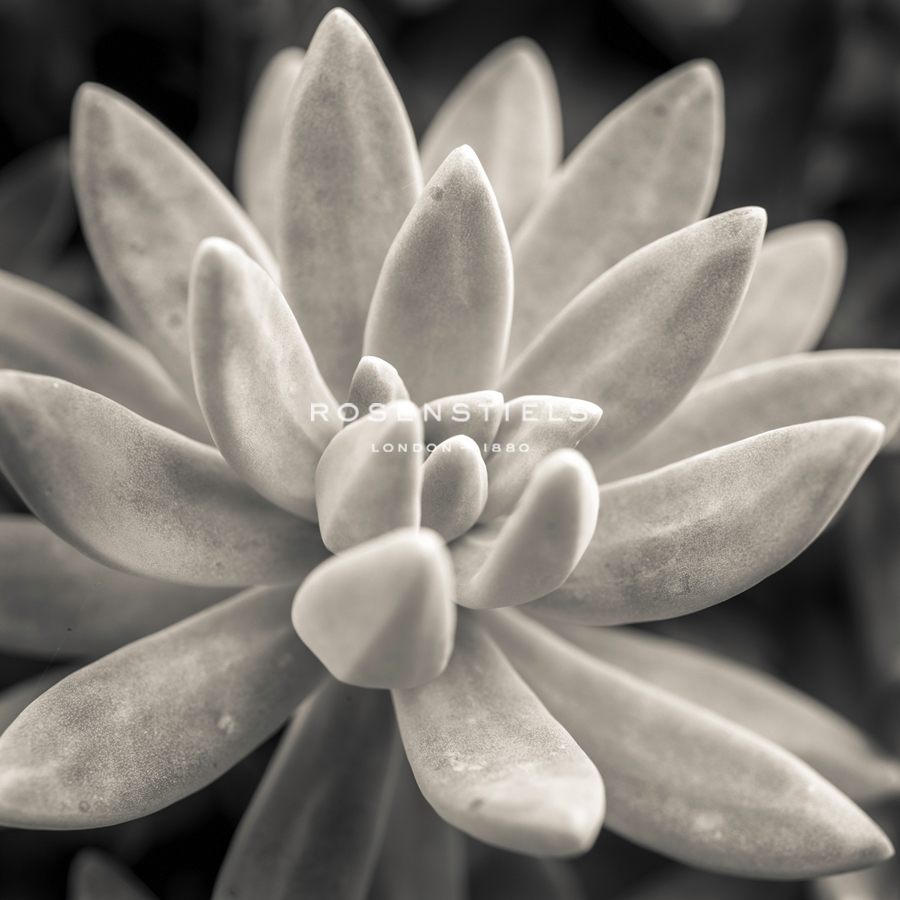 Echeveria Bloom - Assaf Frank