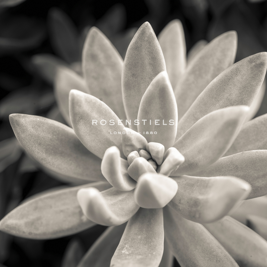 Echeveria Floret - Assaf Frank