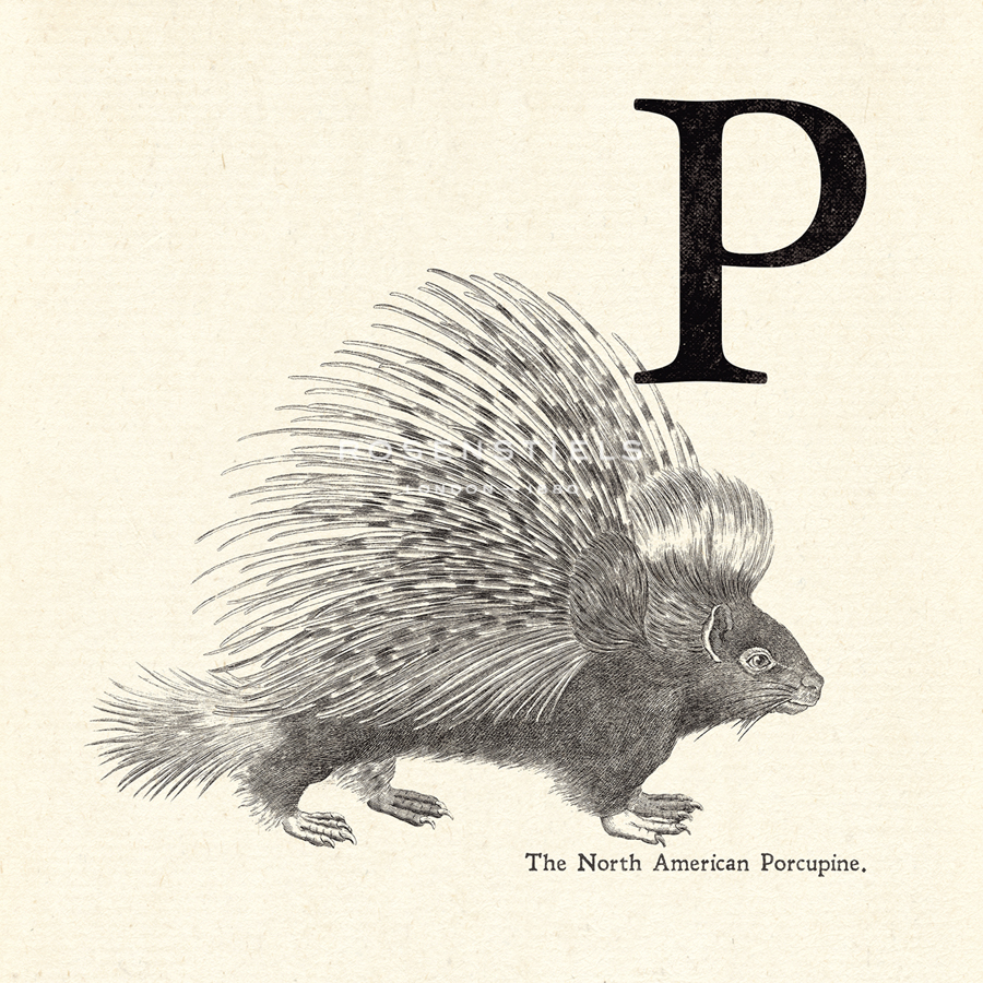 Animal Alphabet - P - The Vintage Collection