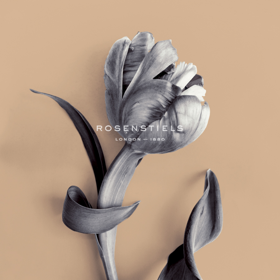Tulipano Cantaloupe - Bill Philip
