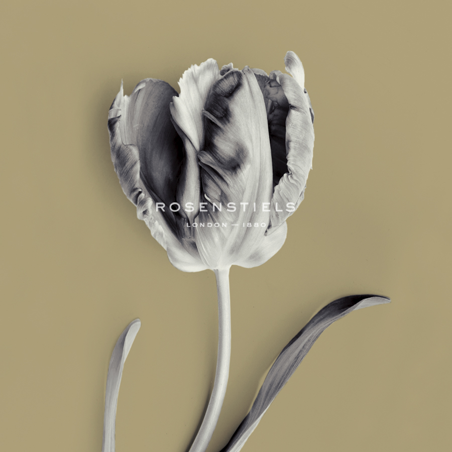 Tulipano Olive - Bill Philip