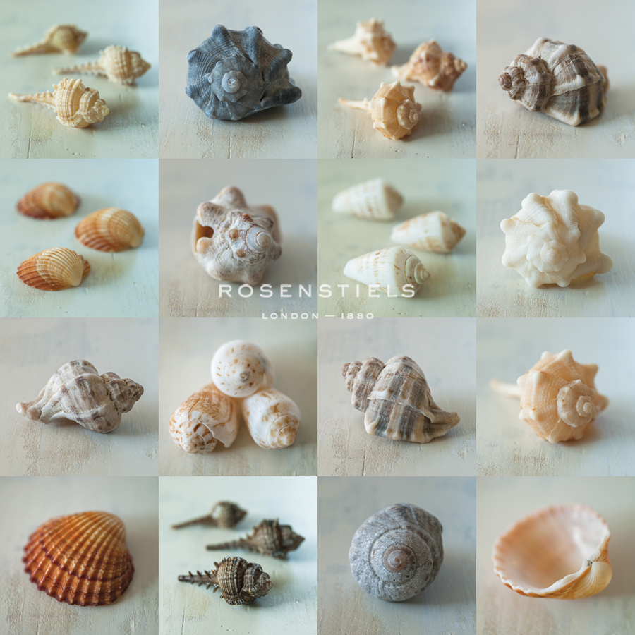 Shell Life - Assaf Frank