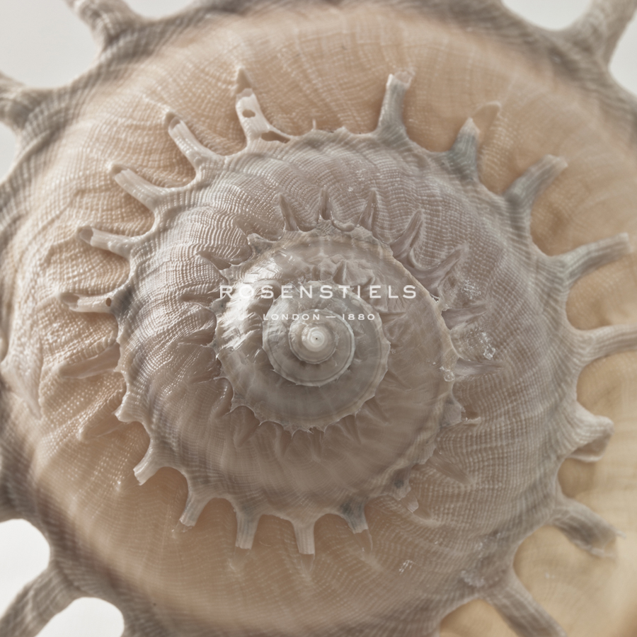 Shell Swirl - Assaf Frank