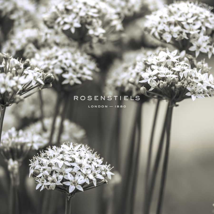 Allium Cluster - Assaf Frank
