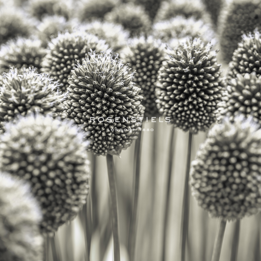 Allium Assemblage - Assaf Frank